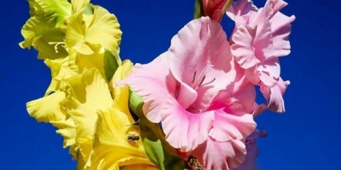 Kako čuvati gladiole zimi kod kuće